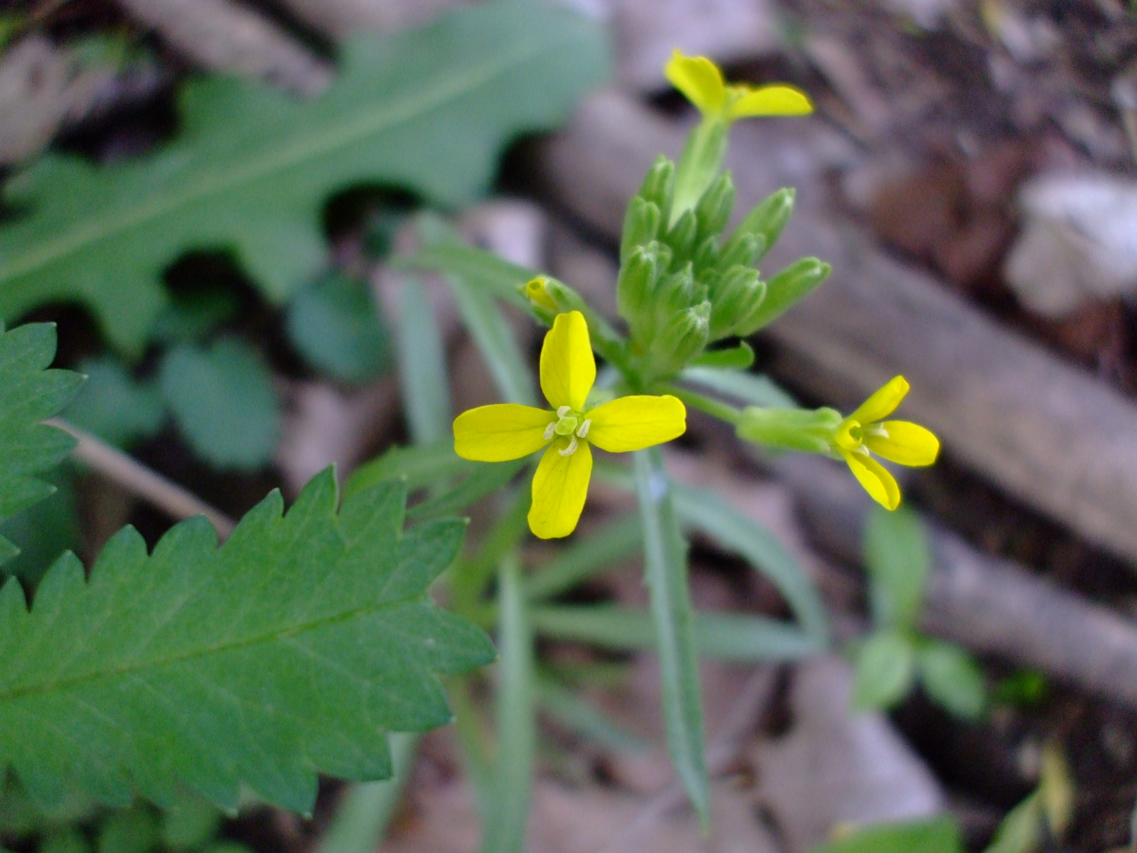 Erysimum asperum